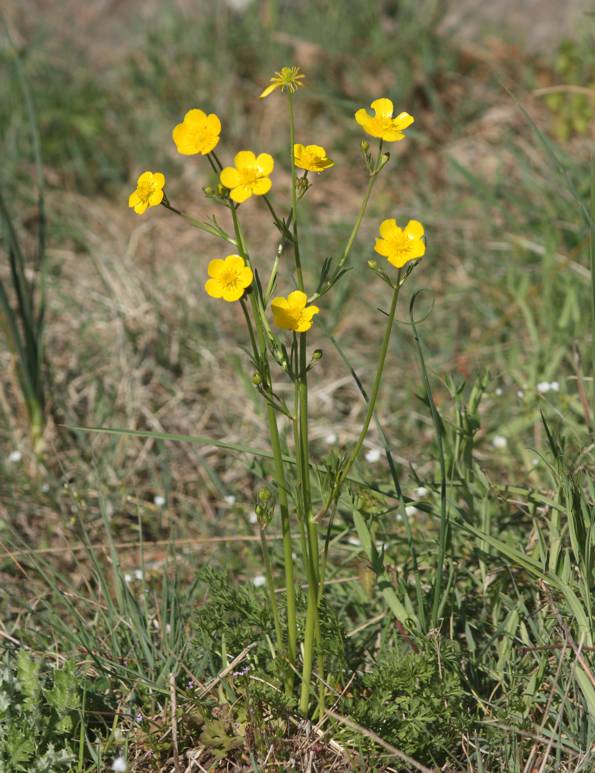 Ranunculus millefoliatus