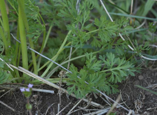 Ranunculus millefoliatus