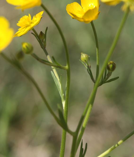 Ranunculus millefoliatus