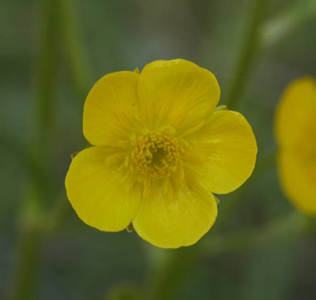 Ranunculus millefoliatus