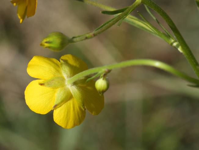 Ranunculus millefoliatus