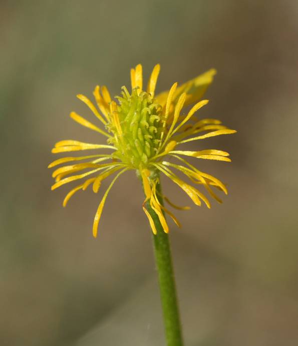 Ranunculus millefoliatus