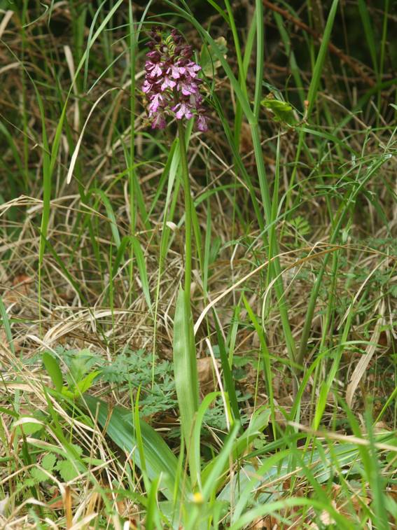 Conferma Orchis purpurea