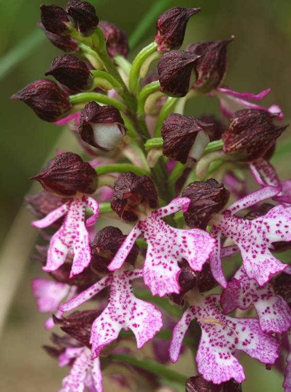 Conferma Orchis purpurea