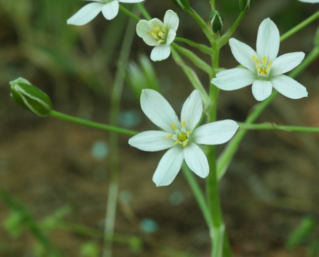 Otnithogalum divergens