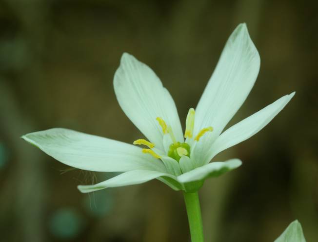 Otnithogalum divergens