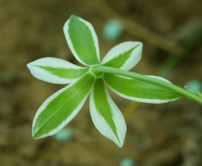 Otnithogalum divergens