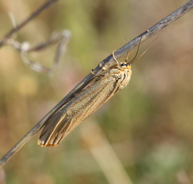 Coscinia striata?