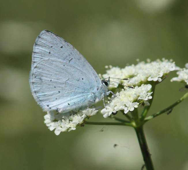 Celastrina argiolus?