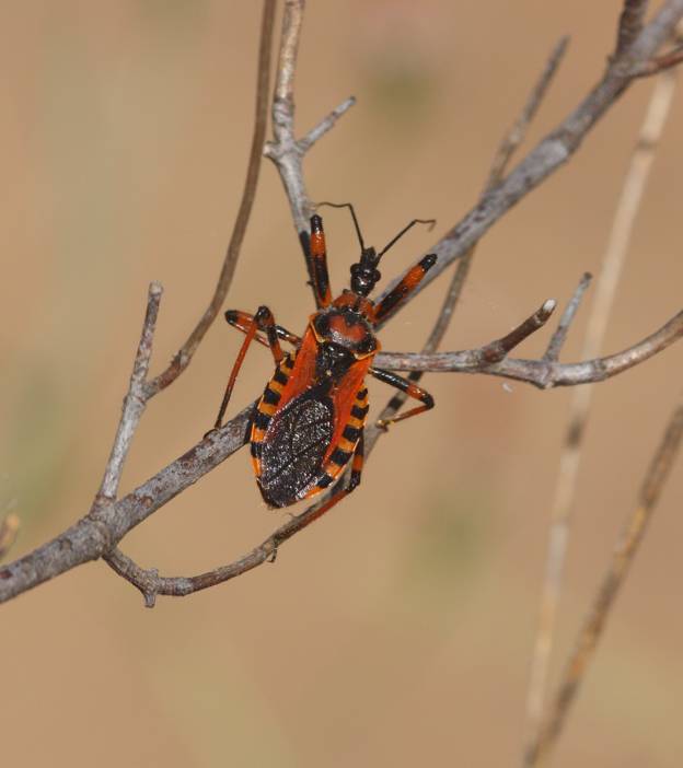 Conferma Rhynocoris iracundus