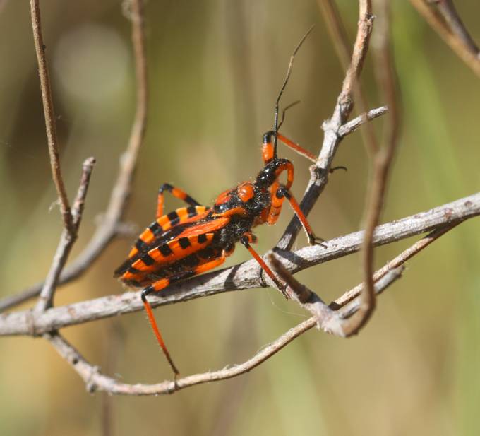 Conferma Rhynocoris iracundus