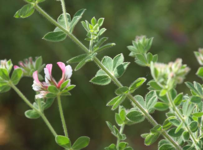 Lotus hirsutus (=Dorycnium hirsutum)