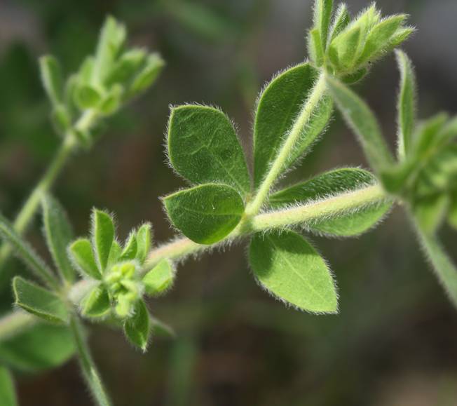 Lotus hirsutus (=Dorycnium hirsutum)