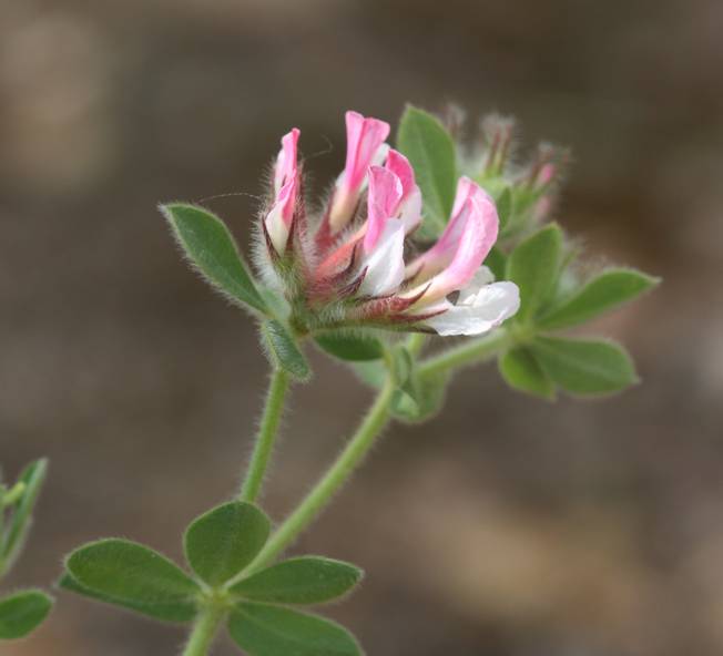 Lotus hirsutus (=Dorycnium hirsutum)