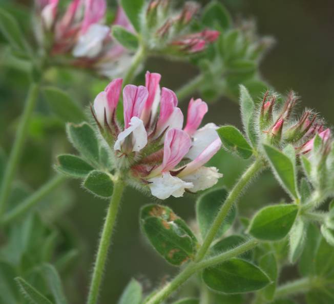 Lotus hirsutus (=Dorycnium hirsutum)