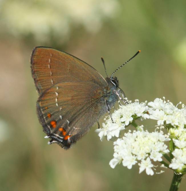 Satyrium ilicis? - S