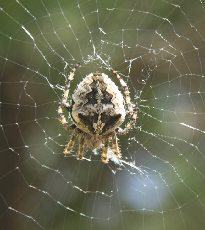 Araneus angulatus? S - monte Pantokator  (Corf)