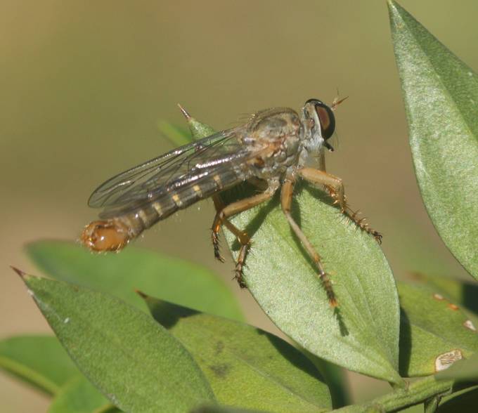 Asilidae: cfr. Aneomochtherus sp., maschio