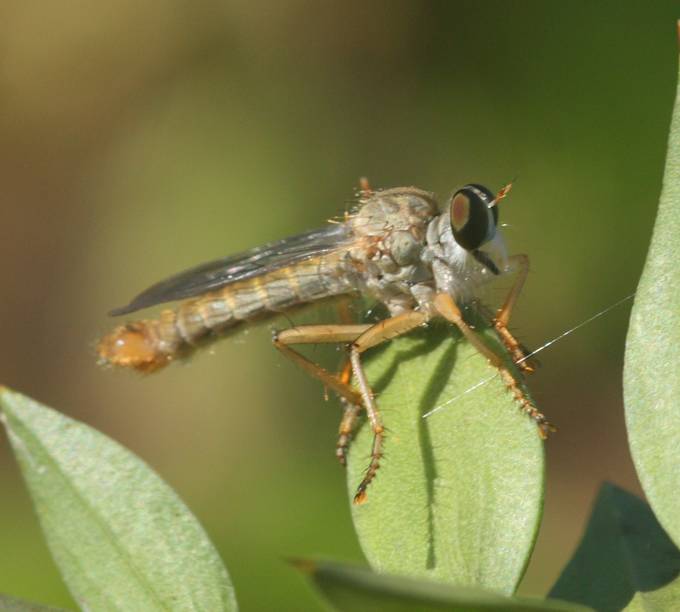 Asilidae: cfr. Aneomochtherus sp., maschio