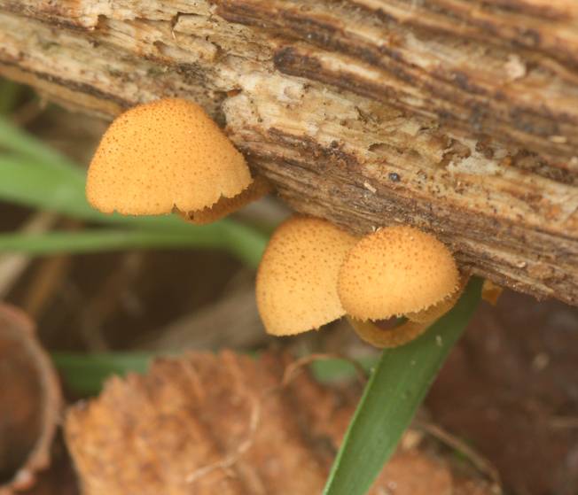 Piccoli lignicoli da identificare: Flammulaster sp.