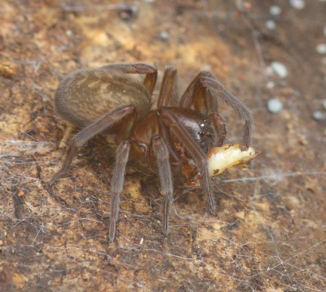 Amaurobius sp.?  S !   - Vignanello (VT)