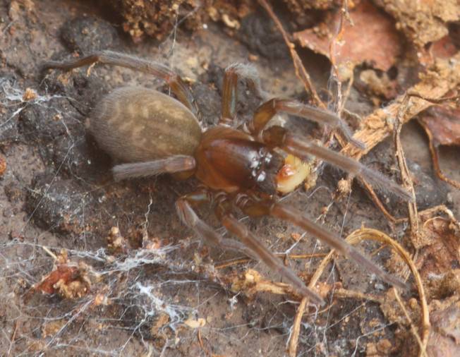 Amaurobius sp.?  S !   - Vignanello (VT)