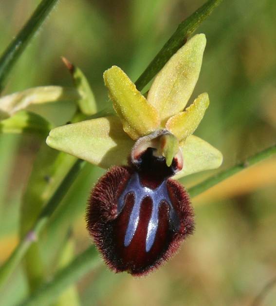 Ophrys sphegodes?