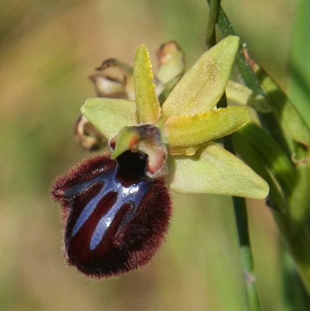 Ophrys sphegodes?