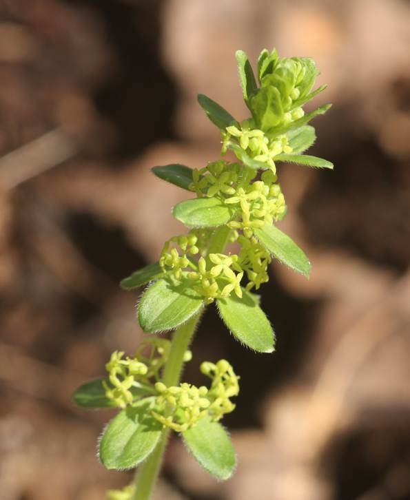 Cruciata glabra