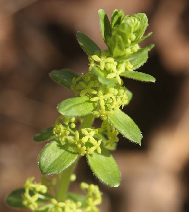 Cruciata glabra