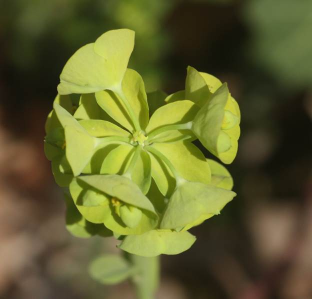 Euphorbia amygdaloides