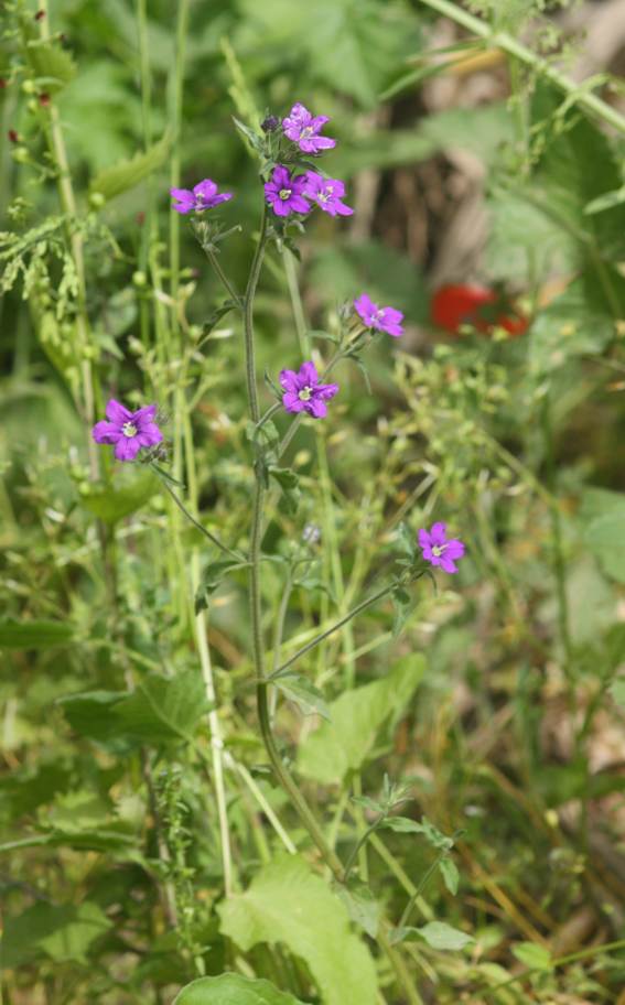 Legousia speculum-veneris (Campanulaceae)