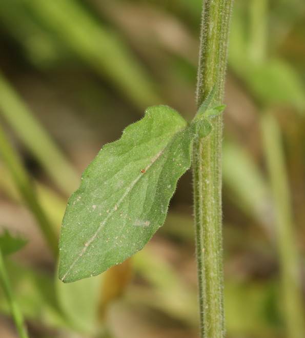 Legousia speculum-veneris (Campanulaceae)