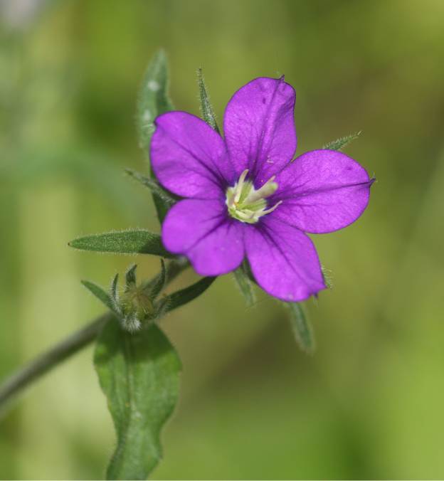 Legousia speculum-veneris (Campanulaceae)