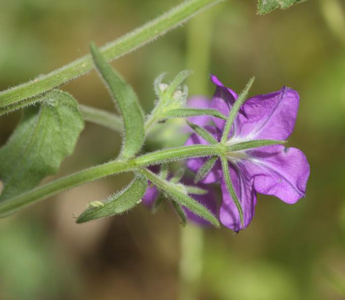 Legousia speculum-veneris (Campanulaceae)