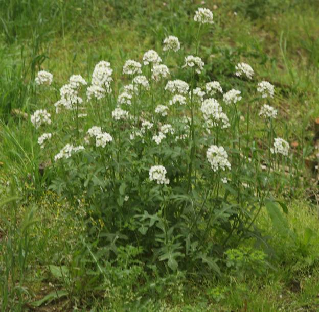 Diplotaxis erucoides (Brassicaceae)