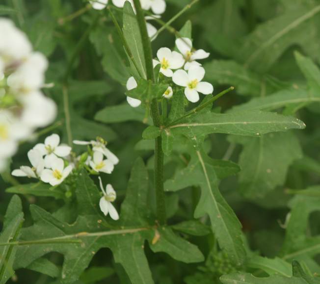 Diplotaxis erucoides (Brassicaceae)