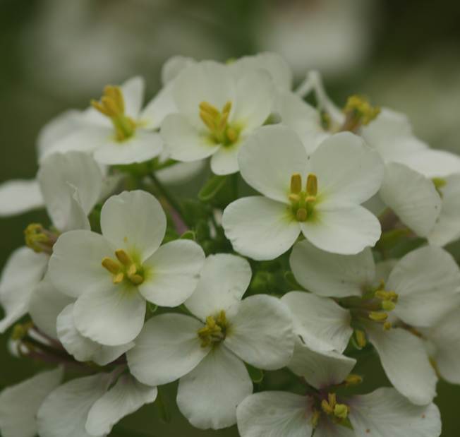 Diplotaxis erucoides (Brassicaceae)