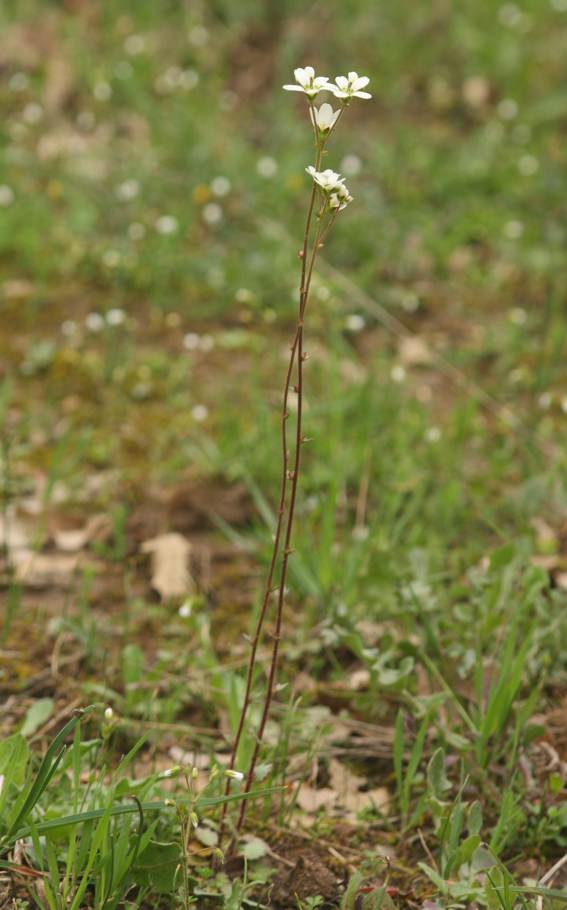 Saxifraga bulbifera / Sassifraga bulbifera