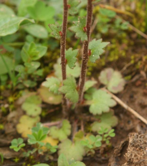 Saxifraga bulbifera / Sassifraga bulbifera