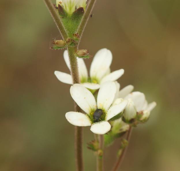 Saxifraga bulbifera / Sassifraga bulbifera