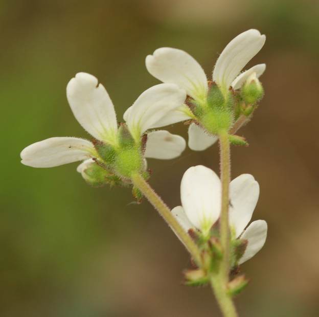 Saxifraga bulbifera / Sassifraga bulbifera