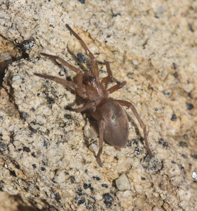 Drassodes sp. - Vasanello (VT)