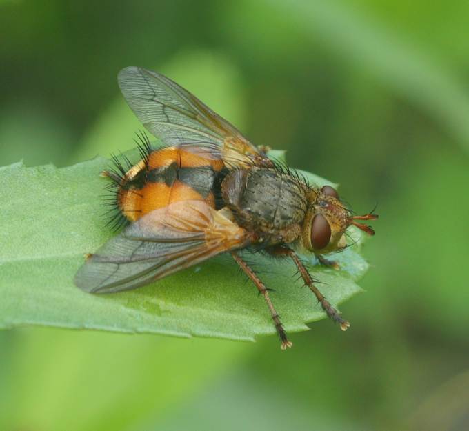 Tachinidae:  cfr. Tachina fera, femmina