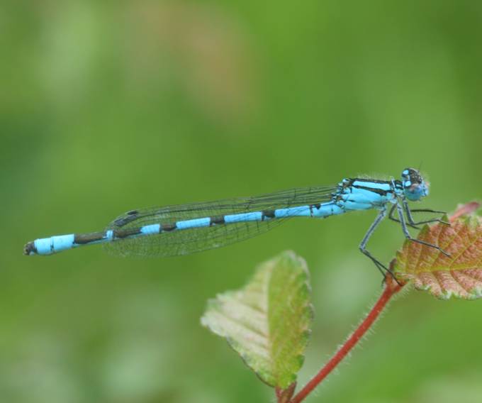 Coenagrion scitulum? no, Enallagma cyathigerum