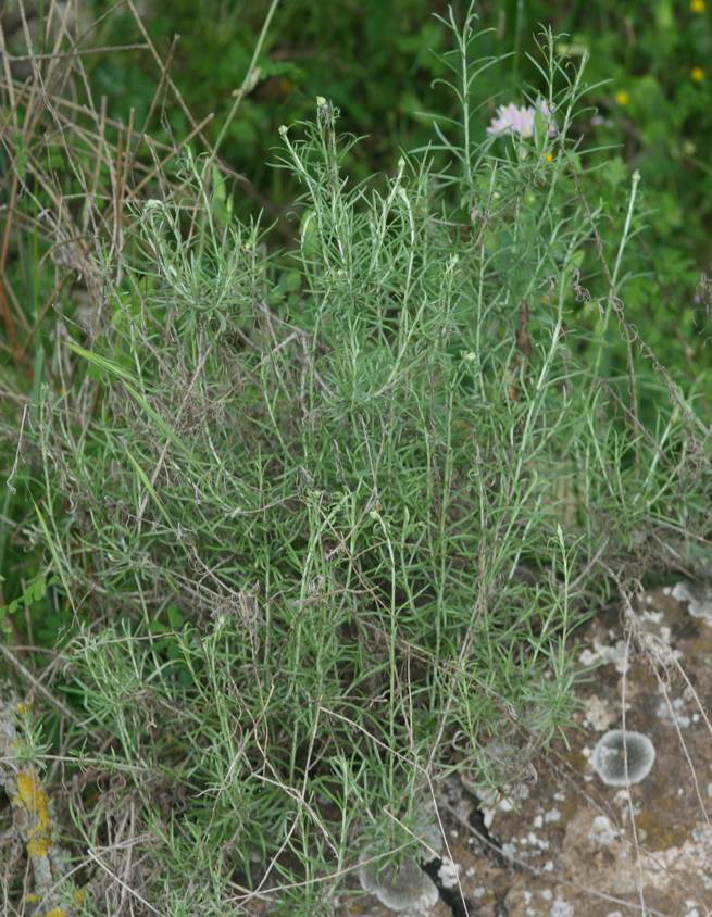 Aiuto identificazione:   Helichrysum  sp.