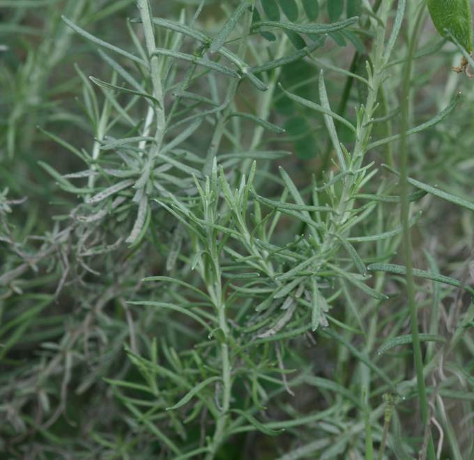 Aiuto identificazione:   Helichrysum  sp.