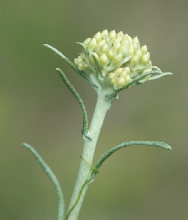 Aiuto identificazione:   Helichrysum  sp.