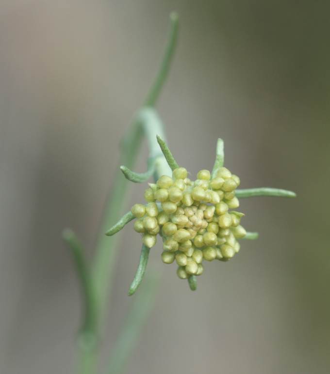 Aiuto identificazione:   Helichrysum  sp.