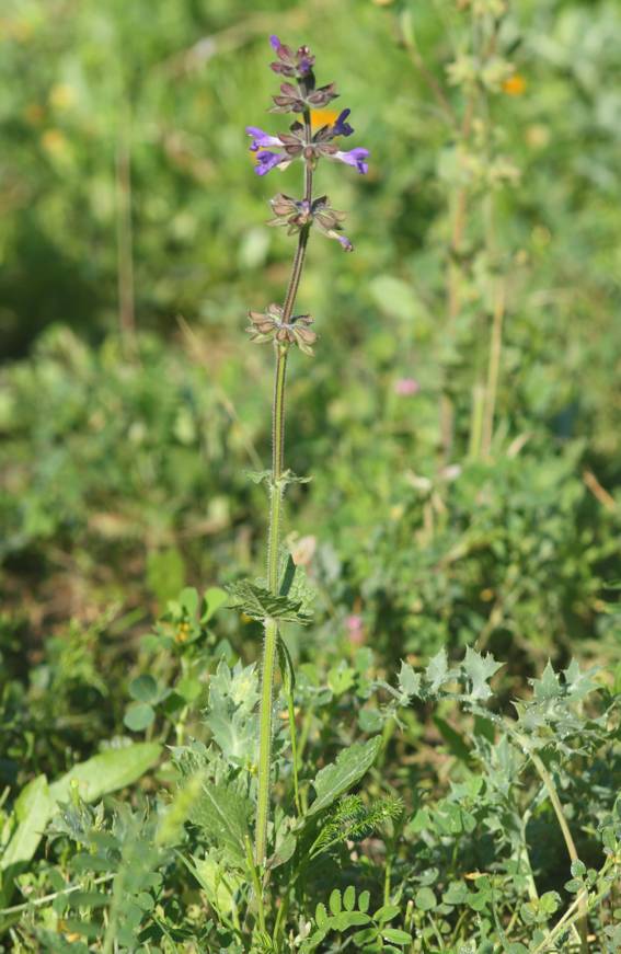 Salvia da identificare